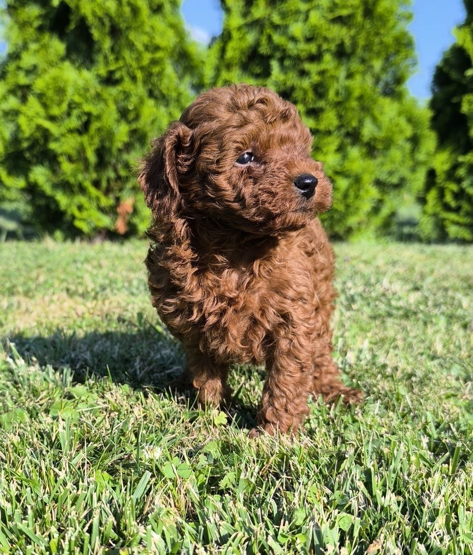 Pudel toy Red Brown linia chińska