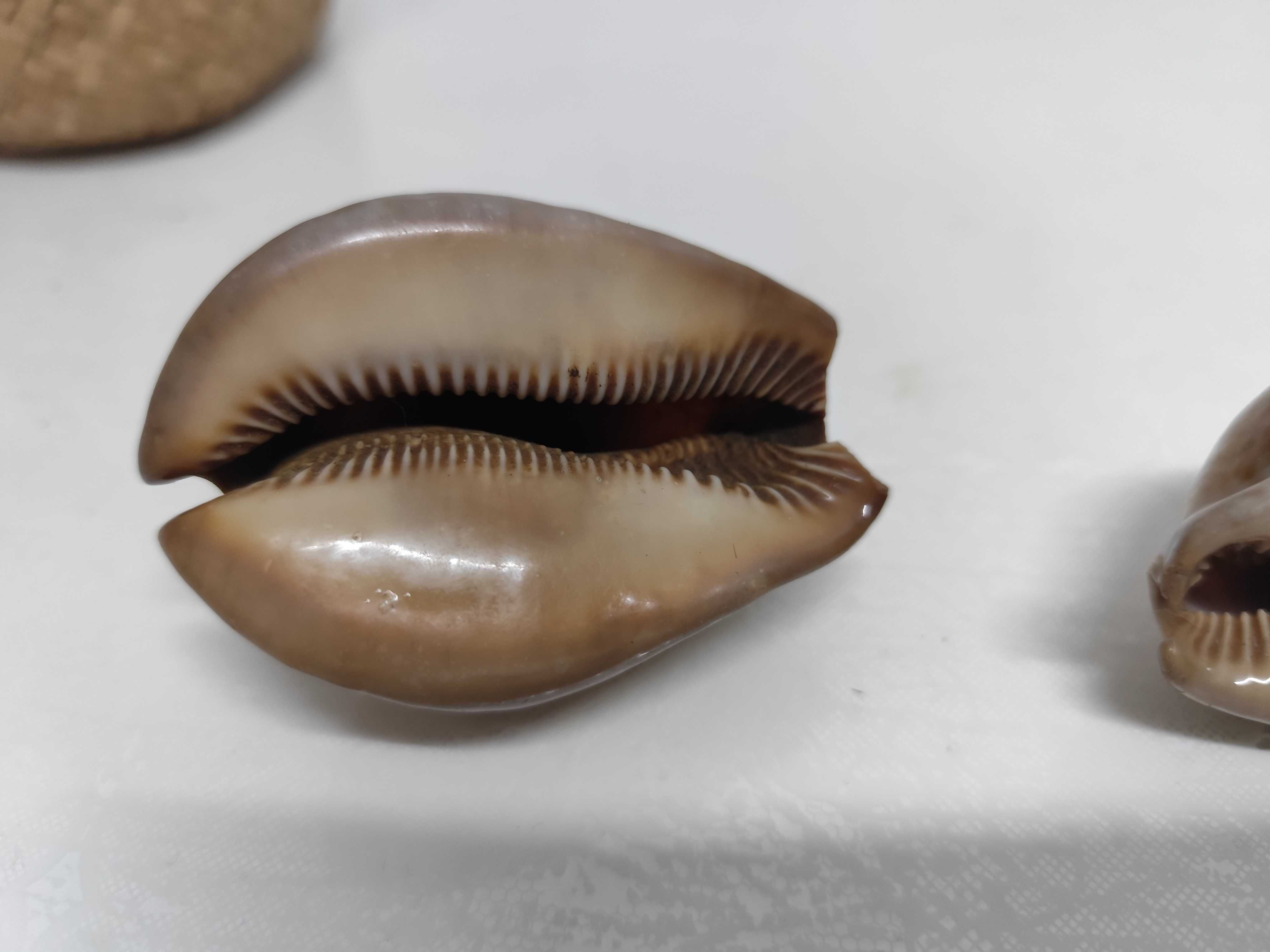 2 conchas lindas de origem africana raras