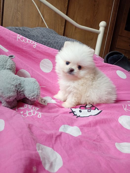 Szpic miniaturowy piesek