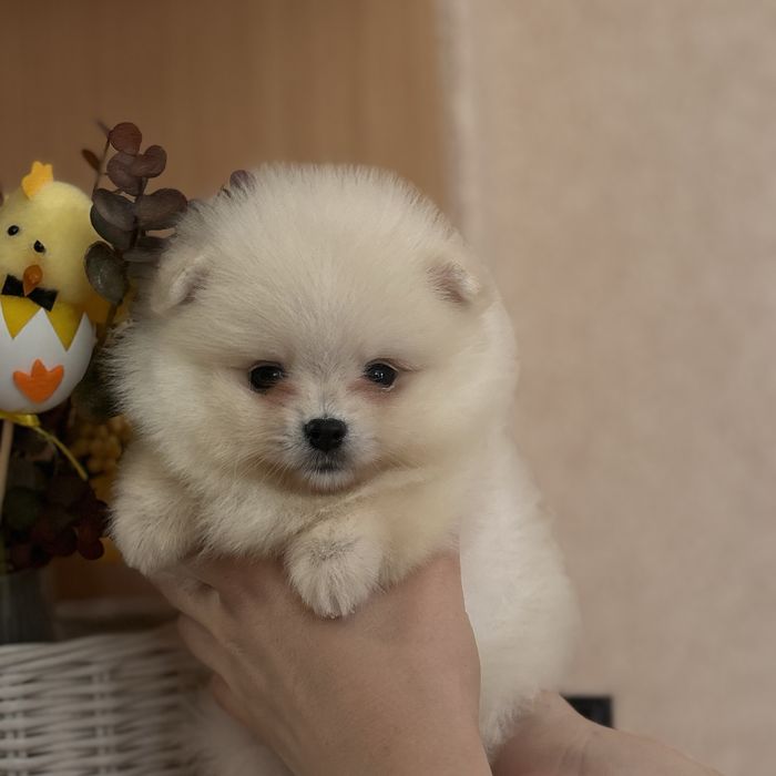 дівчина тип ведмедика шоу классу