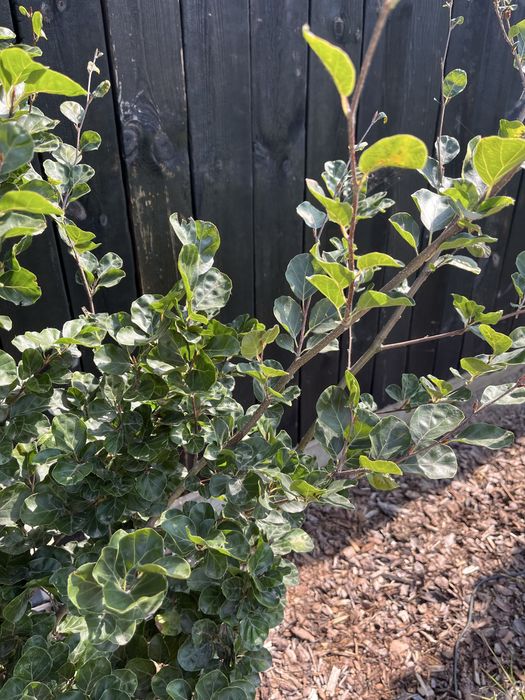 Drzewo BUK Rotundifolia 3-4 metrow