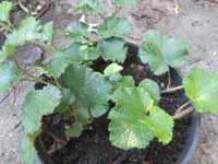 Framboesa Rastejante de Taiwan -  Rubus pentalobus 'Emerald Carpet'