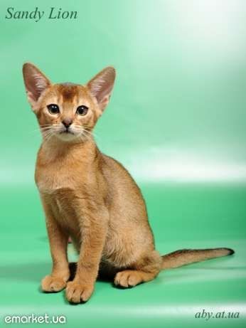 Абиссинский котенок - домашняя кошка в диком обличии
