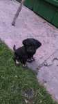 Oddam  za darmo do adopcji