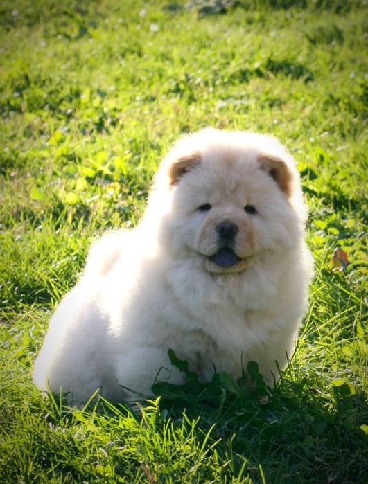 Chow Chow disponível