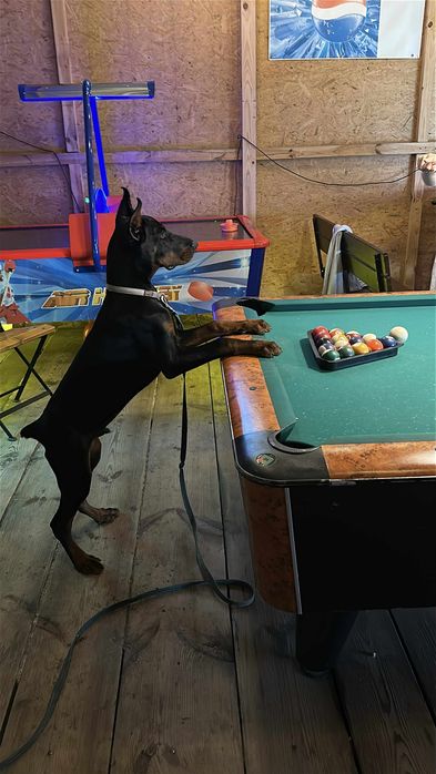 Doberman 7 miesięcy