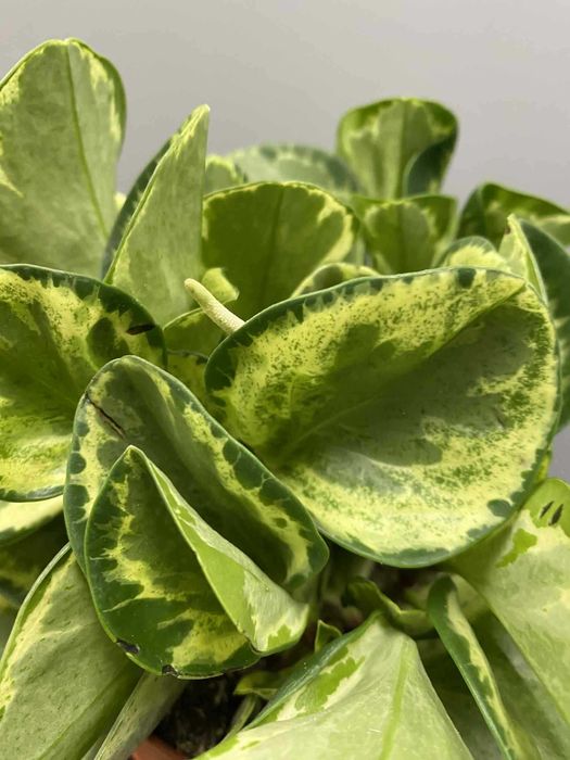 Peperomia Golden Gate Bezpieczna dla zwierząt