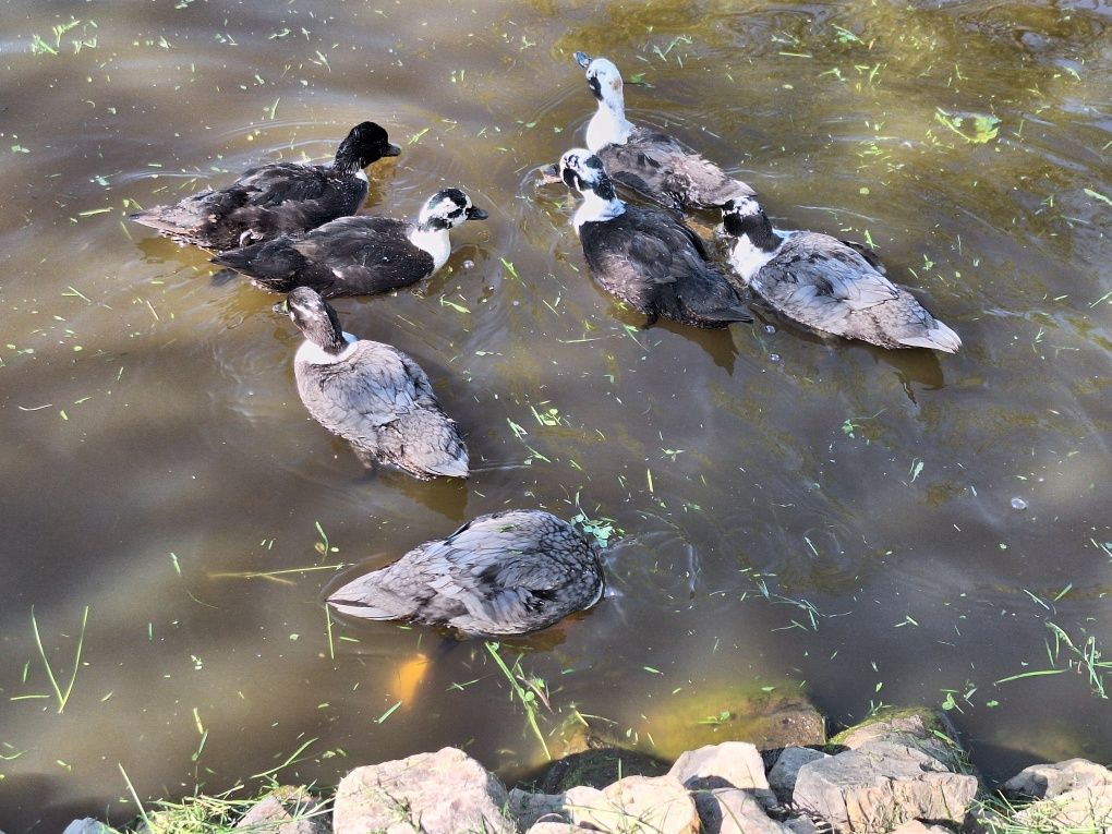 Call duck tegoroczne