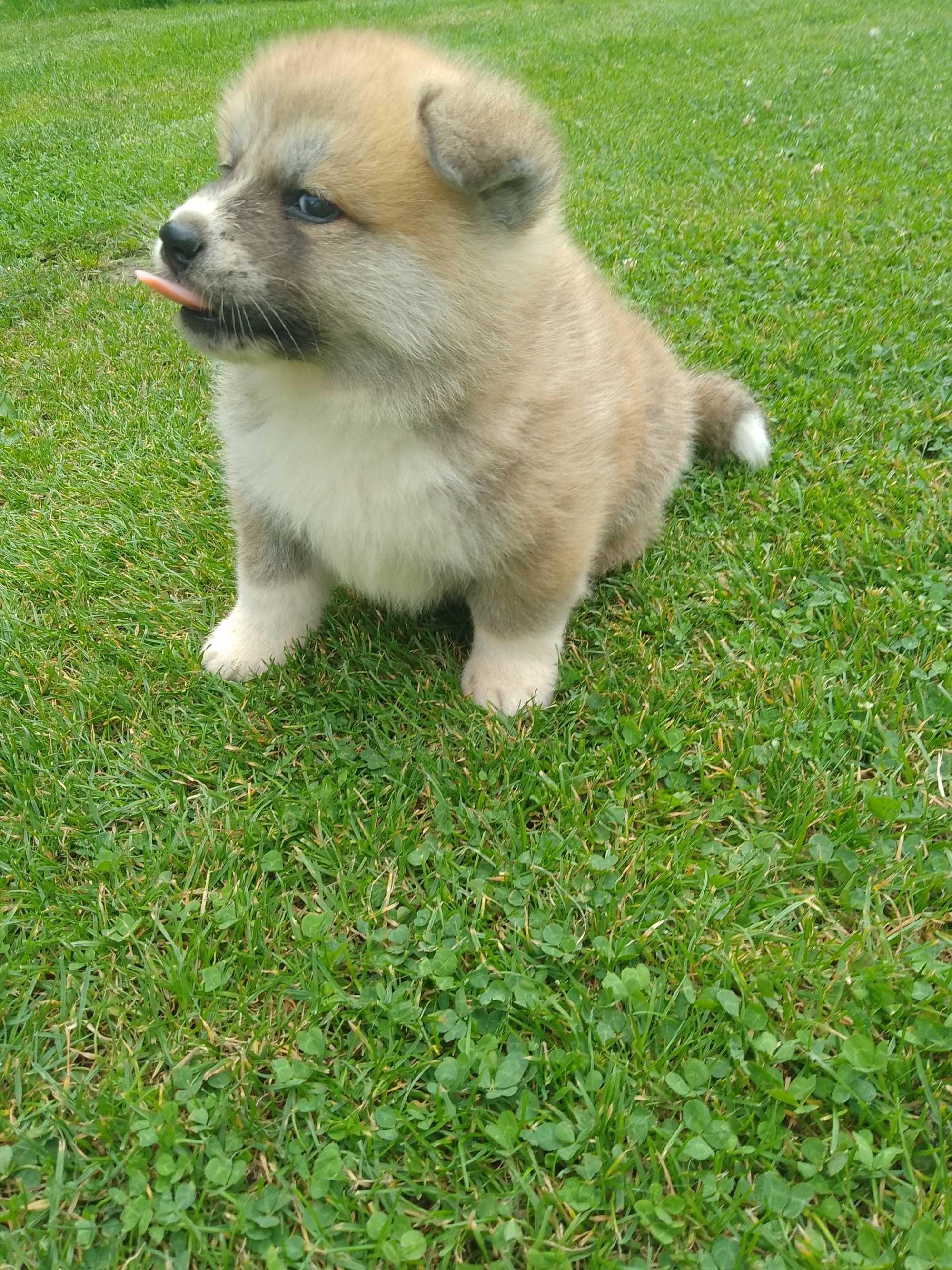 Akita Inu chłopiec