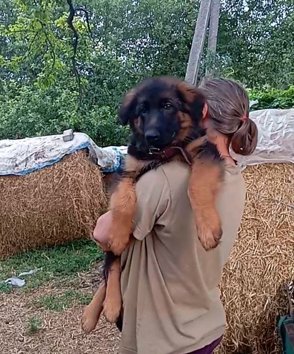 Элитный роскошный щенок .