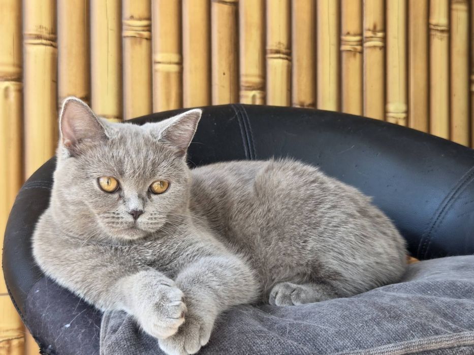 Шотландські кошенята