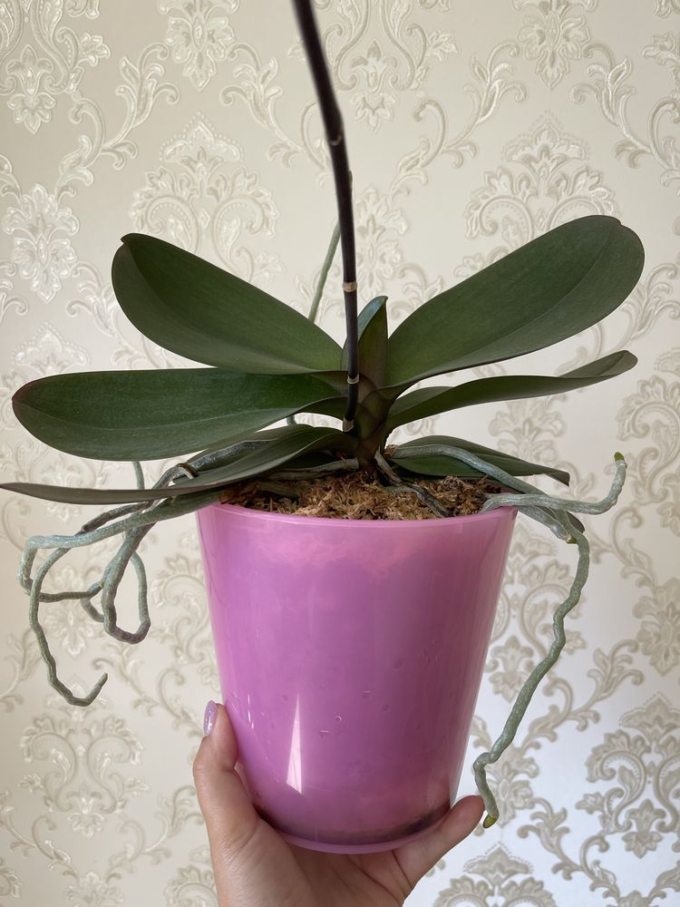 Домашня орхідея Тулкан