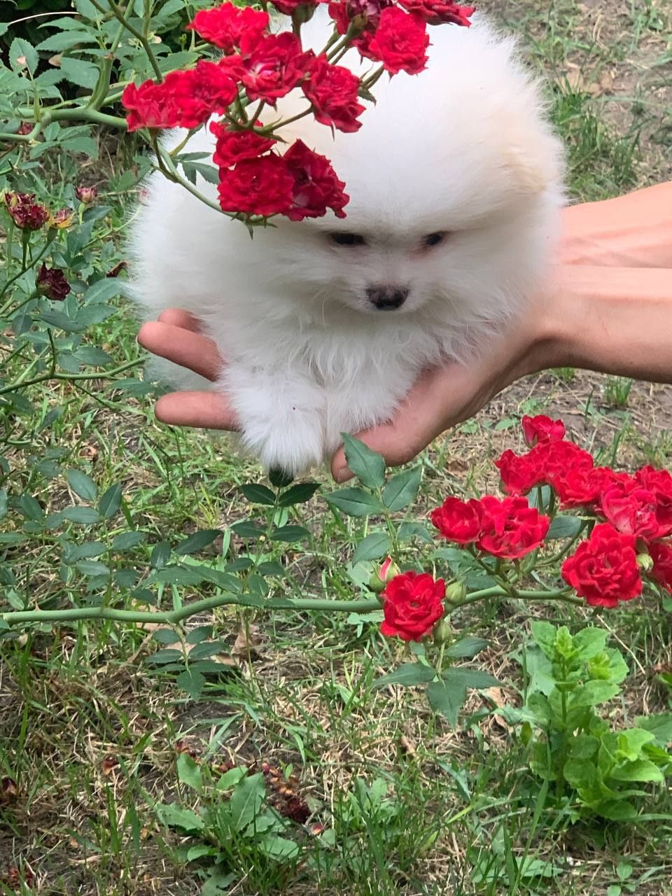 Шпицы Мини девочки