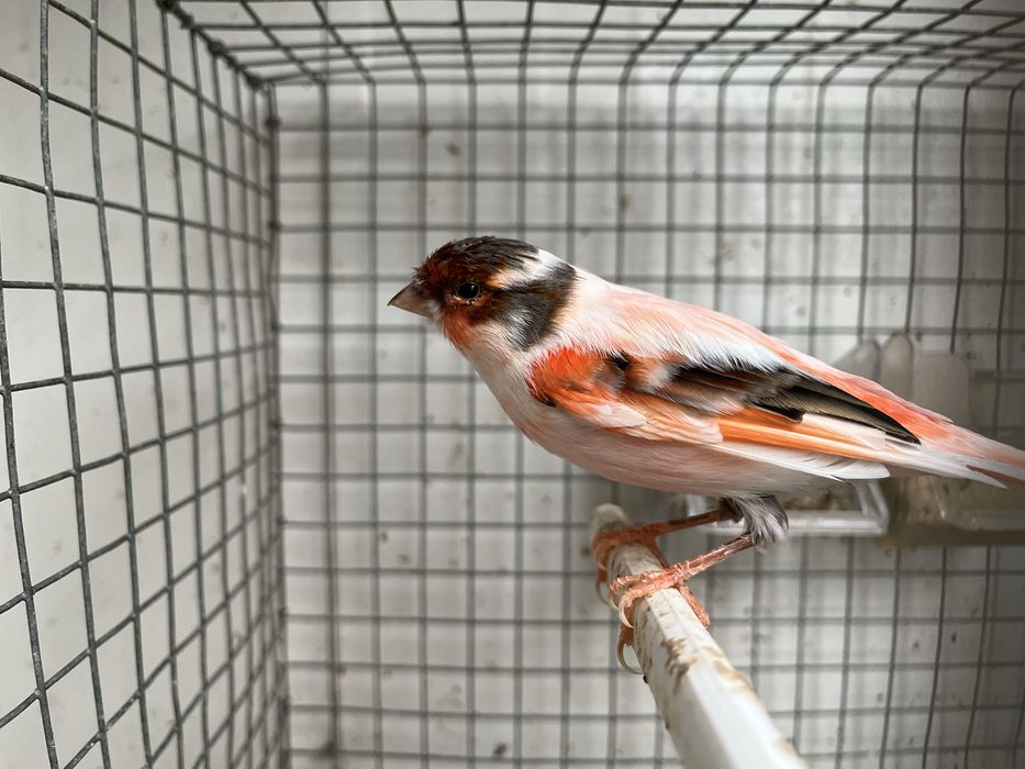 Vendo canario Arlequim Portugue ou lote de 25