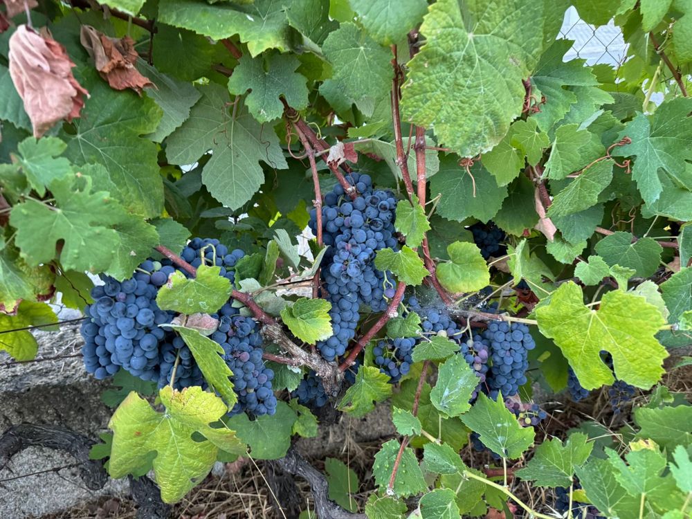 Vendo Uvas tintas e brancas