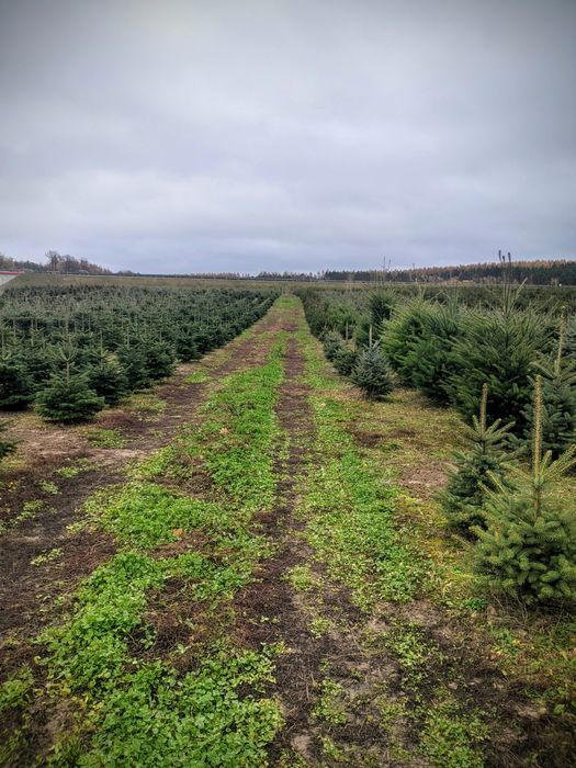 Detal Okolice Bydgoszczy Plantacja choinki Jodła kaukaska Świerk