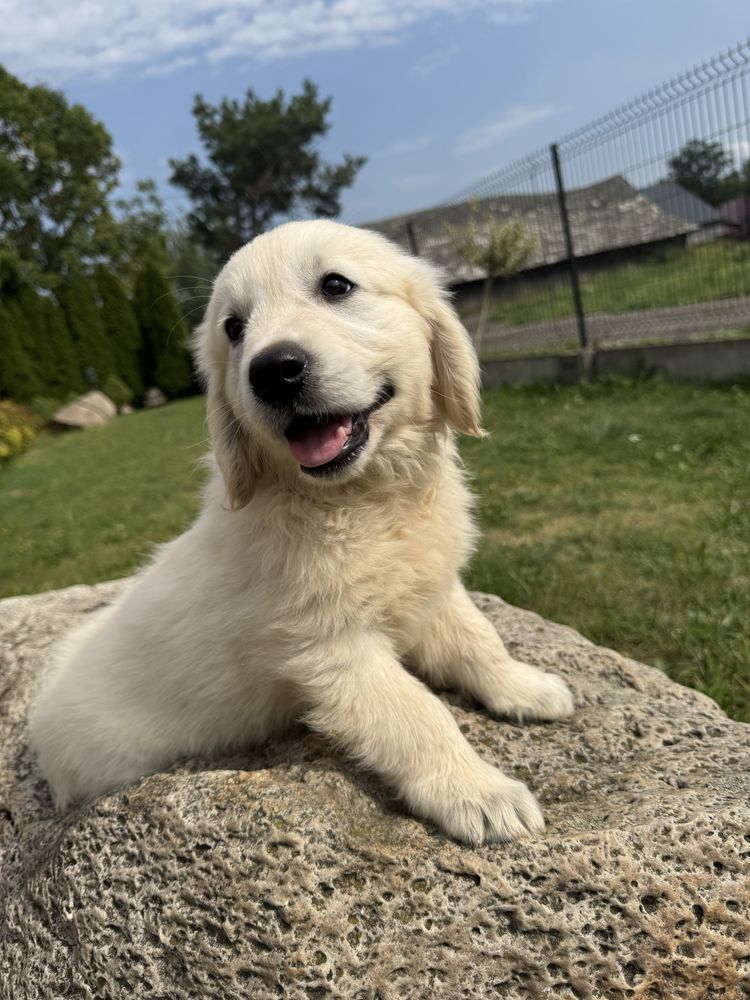 Sunia - Golden Retriever