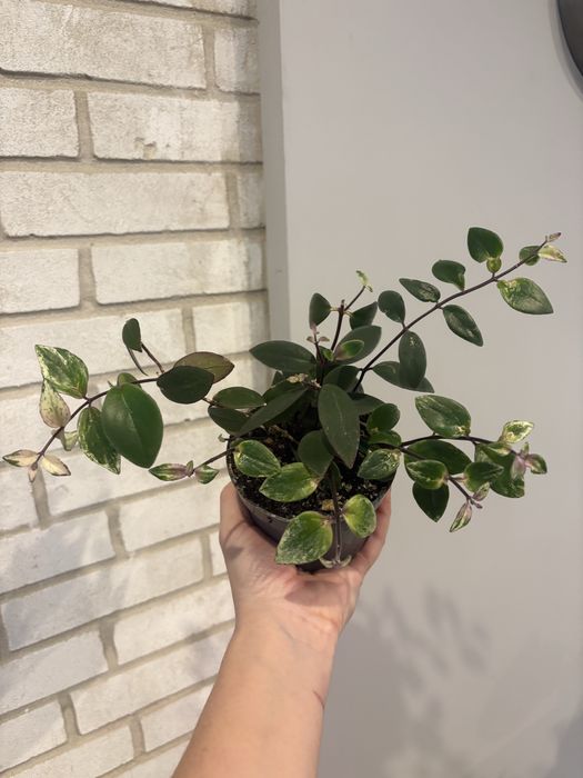 Eschynantus Variegata