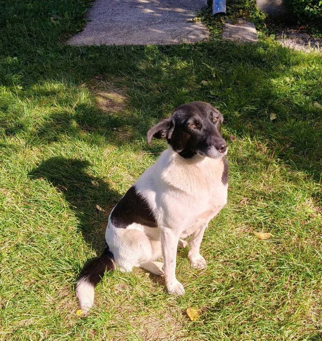 Надзвичайно добра і спокійна собака шукає дім