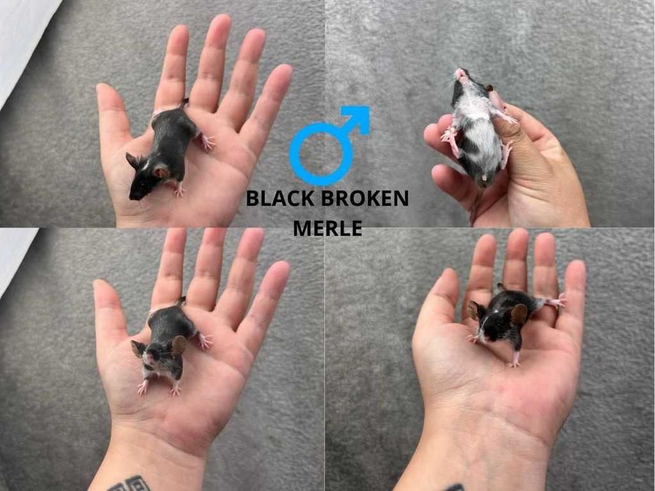 Mysz rasowa, mysz, myszy rasowe, mysz domowa, mysz z rodowodem, myszka