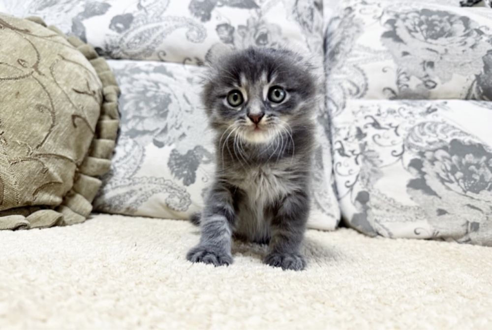 Истинным Ценителям Красоты )