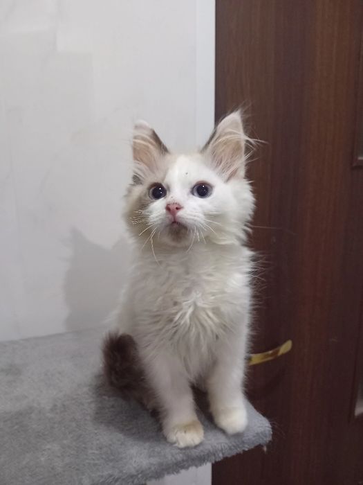 Kotka  Ragdoll kocięta