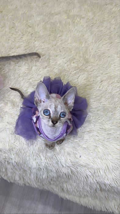 Нереально красивая, Марика, с красивенной шубкой и синими глазками