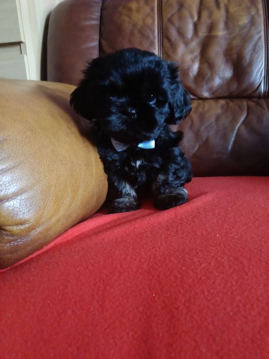 Piesek o cudownym umaszczeniu gotowy do odbioru