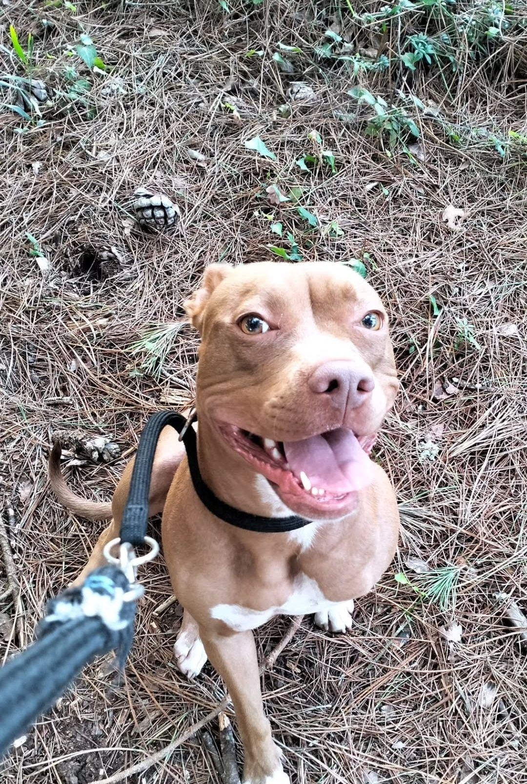 Adoção - Cachorrinhos para adotar