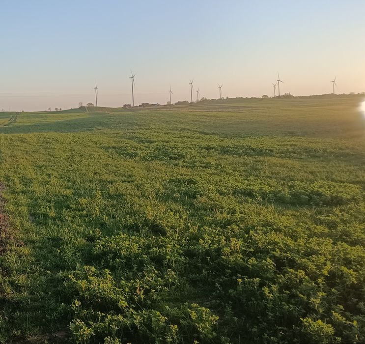 Bele lucerny   rok 2025