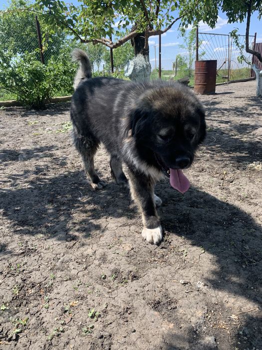 Кобель,кавказская овчарка.