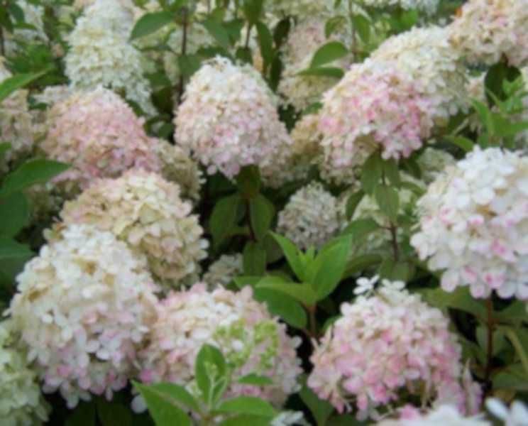 HORTENSJA GRANDIFLORA - sadzonki w doniczkach