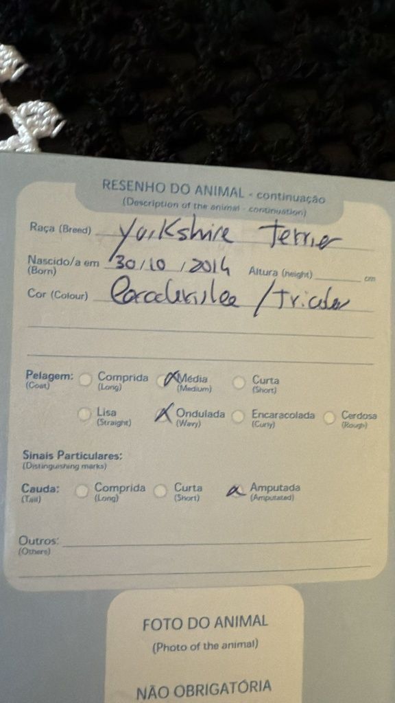 Yorkshire para doação (Pipoca)