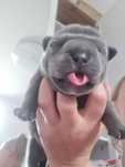 American Bully Pocket Abkc - Petarda