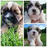 Piękny piesek shih tzu do rezerwacji same chłopaki dostępne