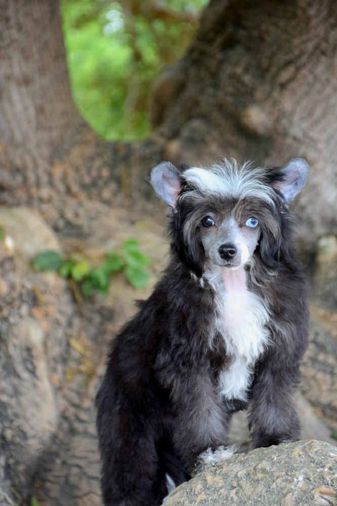 Cão de Crista Chines - Variedade Com pelo