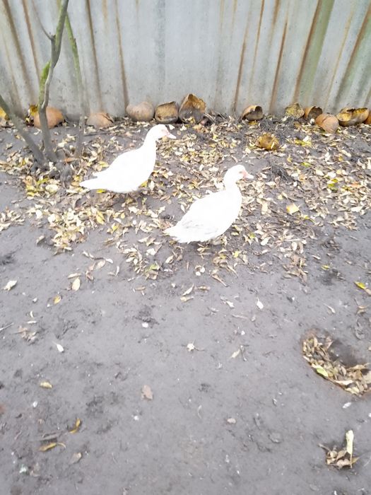 Утки живые индоутки .