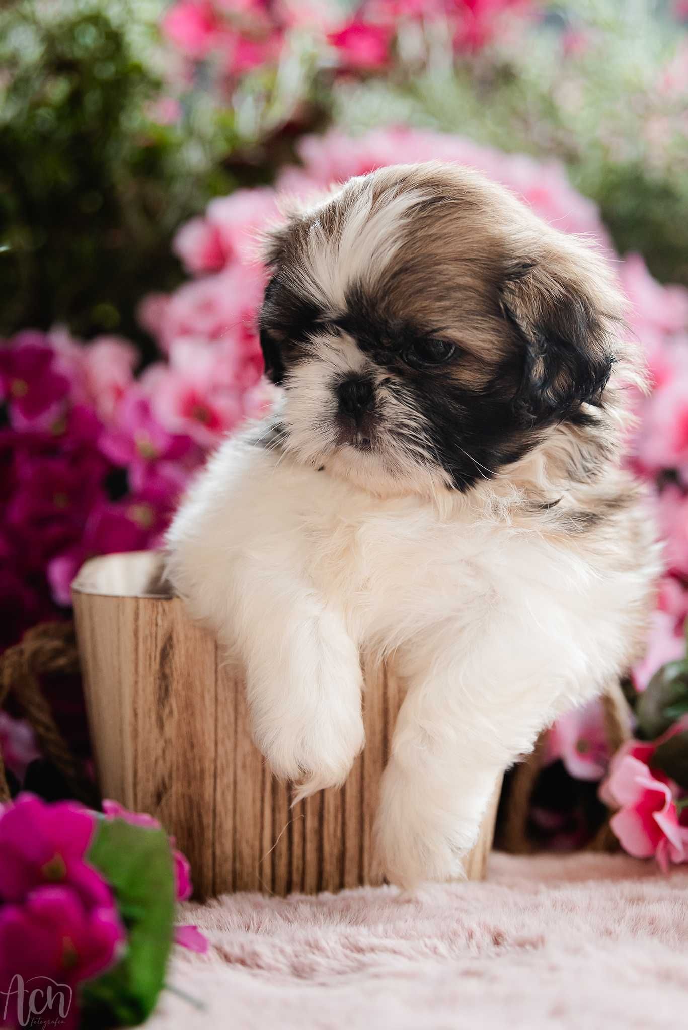 suczka shih tzu FCI ZKwP  z ubezpieczeniem