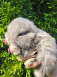 Króliczki Mini lop