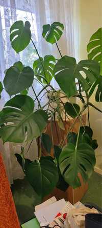 Monstera duży kwiat