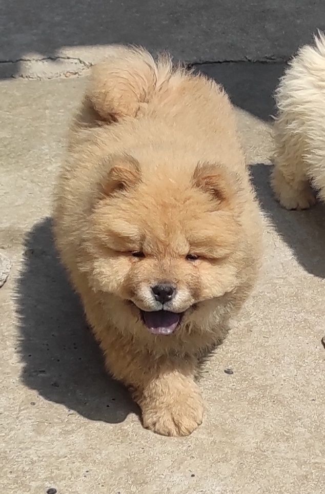 Chow chow piesek