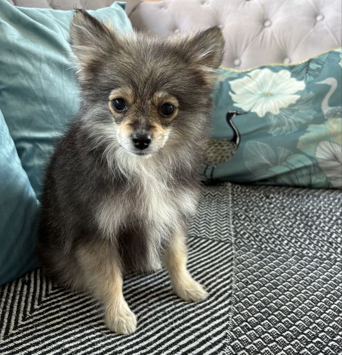 Pomeranian suczka paszport