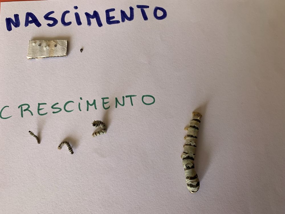 Bichinhos da seda