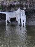 Piękna piesek siberian husky zkwp Fci