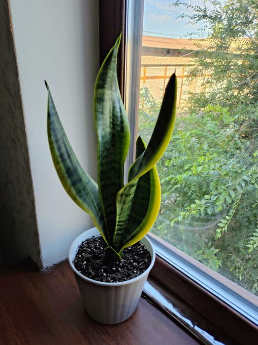 Сансев'єрії, хлорофітуми. У них очищувальні, противірусні властивості.