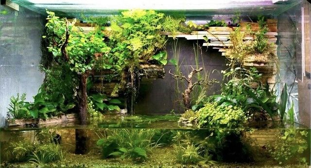Akwarium moczarowy Mix roślin Aquaterrarium Terrarium Akwarium