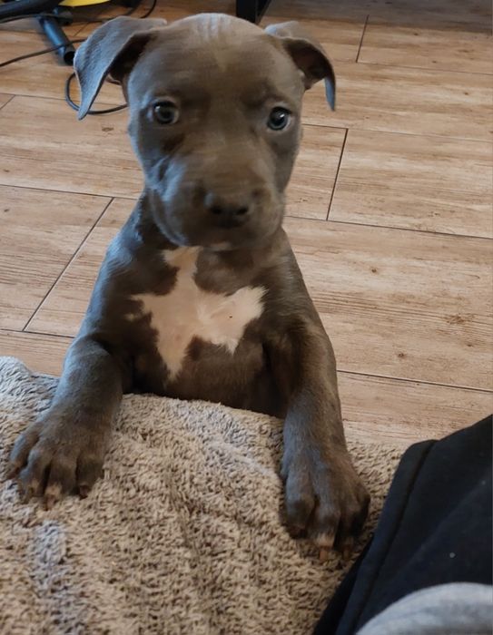 Gotowy do odbioru American staffordshire terier Amstaff Blue