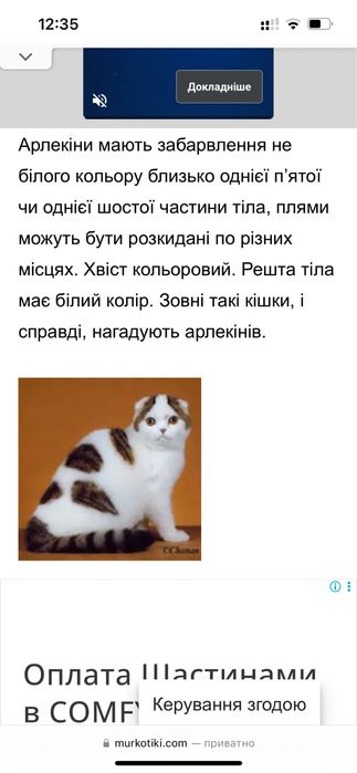 Кошенята скотіш фолд котик висловухий