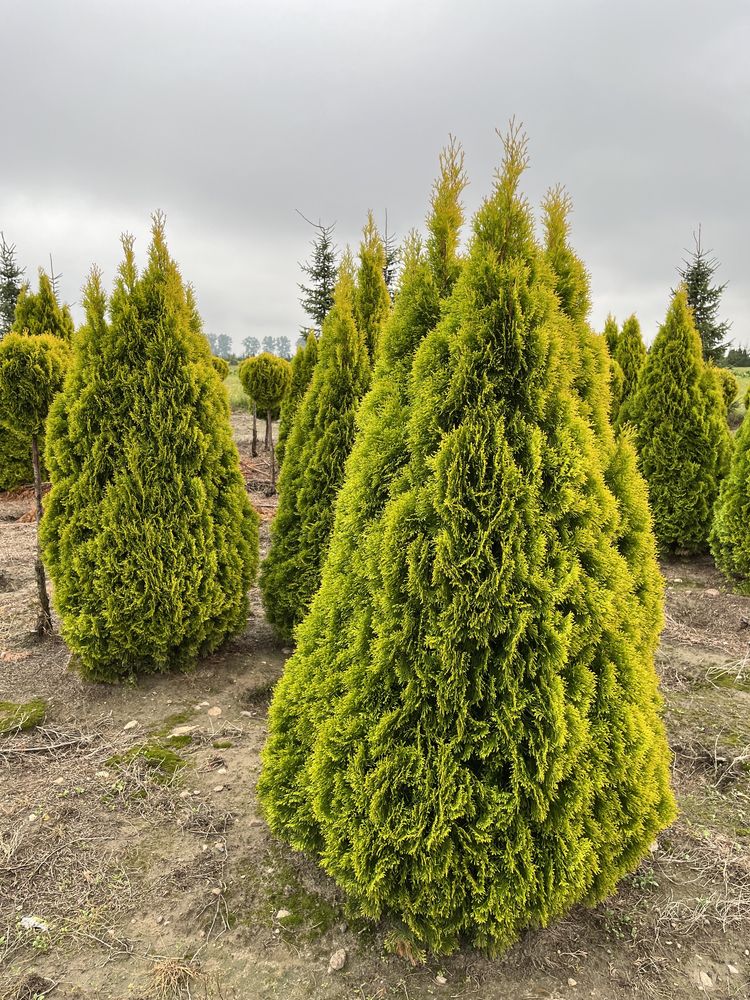 Thuja occidentalis 'Janed Gold' Żywotnik  zachodni 2,0-2,5 m