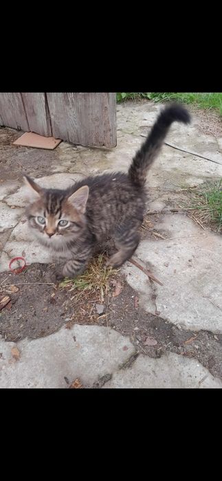 Takie dwa śliczne kotki szukają domu